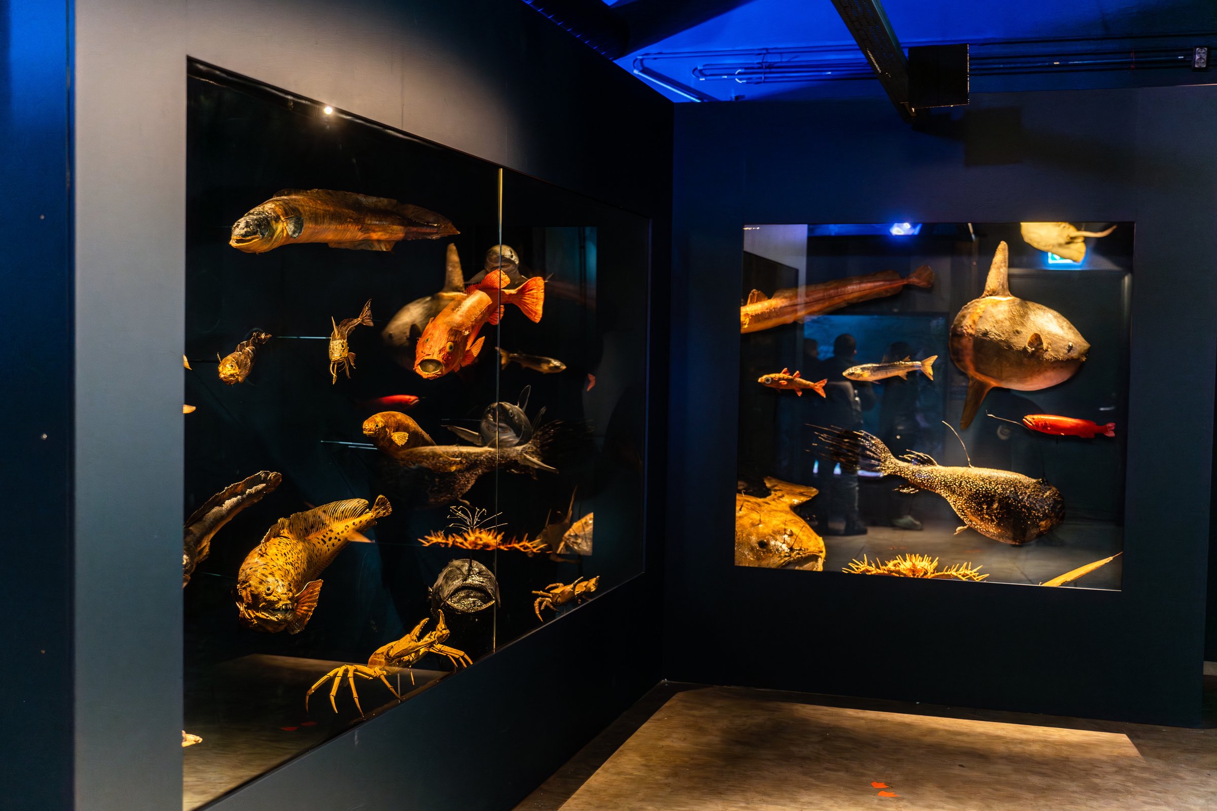 Beluga Whale Sanctuary in Westman Islands Beluga Whale Sanctuary in Westman Islands